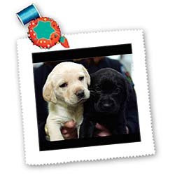 3dRose Black and Yellow Lab Puppies Square Quilt Sheet, 10 by 10-Inch