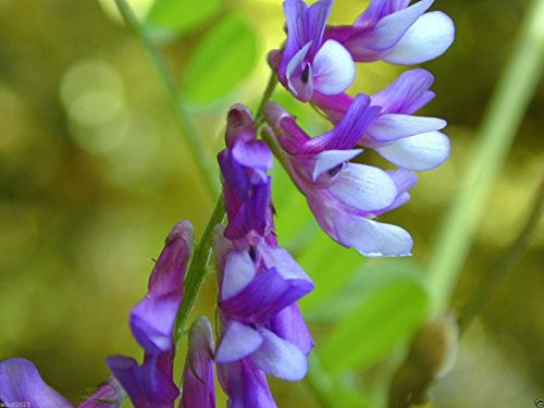 HAIRY VETCH SEEDS,used as a cover crop, green manure, pasture, silage, and hay.