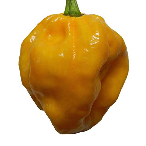 Wayland Chiles Caribbean Yellow Habanero Pepper Seeds Wayland Chiles Caribbean Yellow Habanero Pepper Seeds