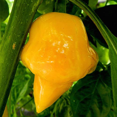 Wayland Chiles Trinidad Perfume Chile Seeds