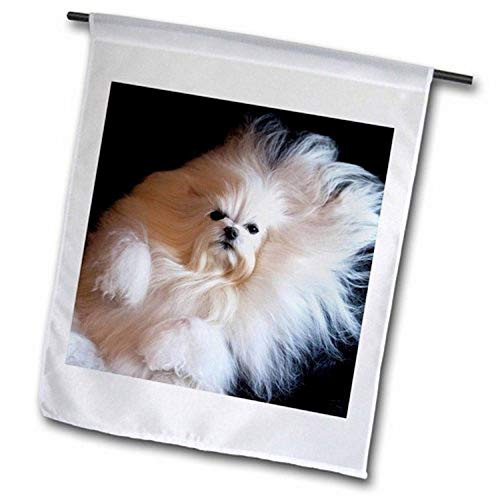3dRose fl_192389_1 USA, California USA Maltese Lying Down USA Garden Flag, 12 by 18 inch