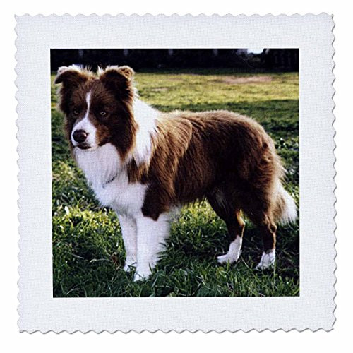 3dRose qs_1262_4 Border Collie Tan and White Quilt Square, 12 by 12-Inch