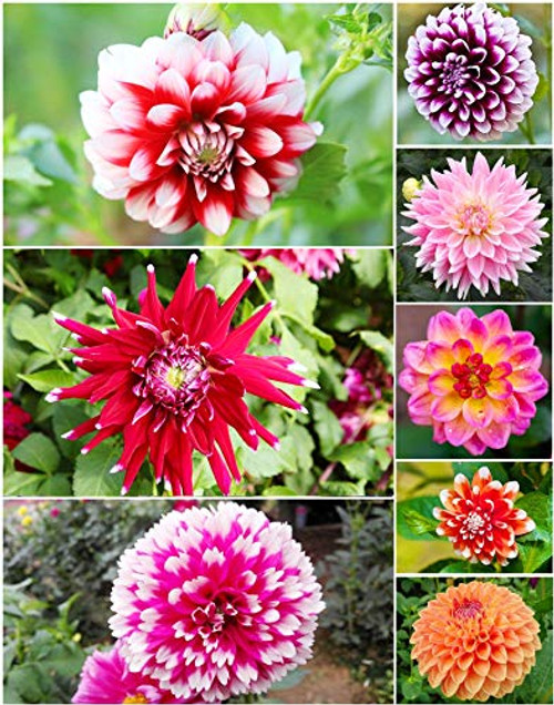Rare Mixture Dahlia Seeds for Planting Outdoors Home Garden Decor