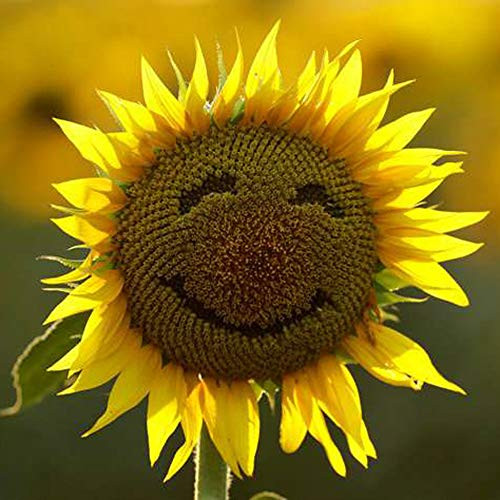Sunny Smile Sunflower Flower Seeds 15plus Helianthus Annuus Seeds Non-GMO Bulk for Home Garden Outdoor Yard Farm Planting