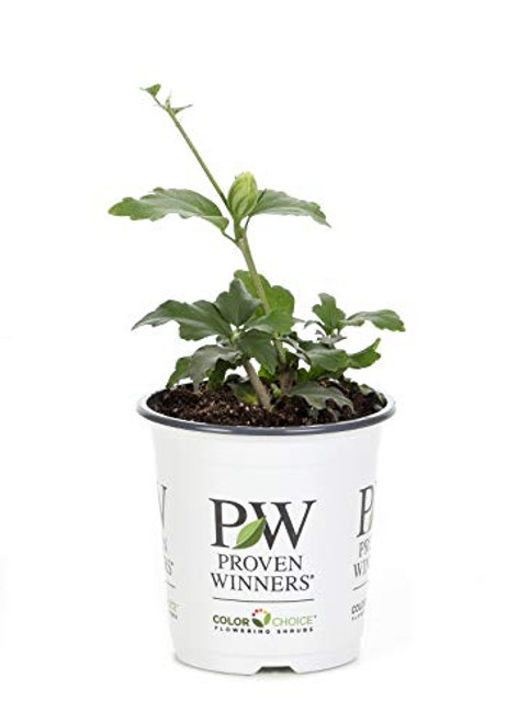 4.5 in. qt. White Chiffon Rose of Sharon (Hibiscus) Live Shrub, White Flowers 4.5 in. qt. White Chiffon Rose of Sharon (Hibiscus) Live Shrub, White Flowers