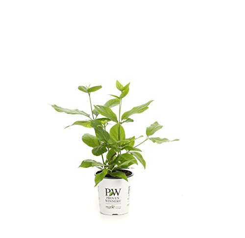 Aphrodite Sweetshrub (Calycanthus) Live Shrub, Red Flowers, 4.5 in. Quart