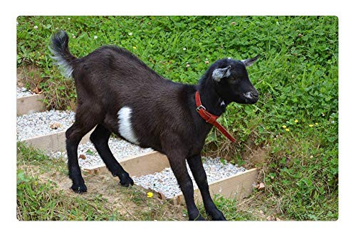 LESGAULEST Doormat Floor Rug/Mat (23.6 x 15.7 inch) - Kid Goat Down Stairs Young Goat Cute Pre LESGAULEST Doormat Floor Rug/Mat (23.6 x 15.7 inch) - Kid Goat Down Stairs Young Goat Cute Pre