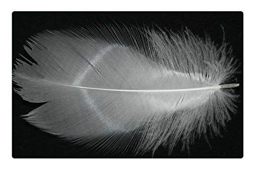 LESGAULEST Doormat Floor Rug/Mat (23.6 x 15.7 inch) - Feather White Filigree Down Plumage Spring Dress