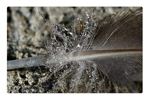 LESGAULEST Doormat Floor Rug/Mat (23.6 x 15.7 inch) - Feather Duck Feather Plumage Down Dew Drip LESGAULEST Doormat Floor Rug/Mat (23.6 x 15.7 inch) - Feather Duck Feather Plumage Down Dew Drip