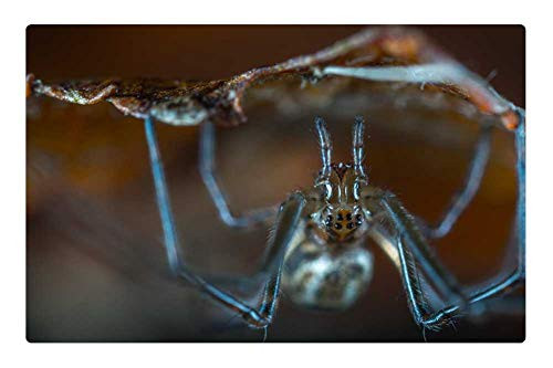 LESGAULEST Doormat Floor Rug/Mat (23.6 x 15.7 inch) - Spider Nature Bespozvonochnoe Arachnids Upside-Down LESGAULEST Doormat Floor Rug/Mat (23.6 x 15.7 inch) - Spider Nature Bespozvonochnoe Arachnids Upside-Down