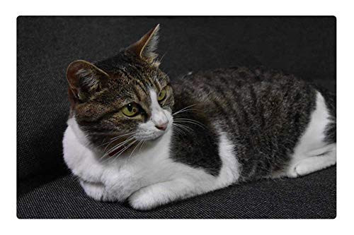 LESGAULEST Doormat Floor Rug/Mat (23.6 x 15.7 inch) - Cat Calico Sit Down LESGAULEST Doormat Floor Rug/Mat (23.6 x 15.7 inch) - Cat Calico Sit Down