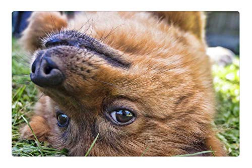 LESGAULEST Doormat Floor Rug/Mat (23.6 x 15.7 inch) - Dog Upside Down Square Pet Animal Funny Upside LESGAULEST Doormat Floor Rug/Mat (23.6 x 15.7 inch) - Dog Upside Down Square Pet Animal Funny Upside