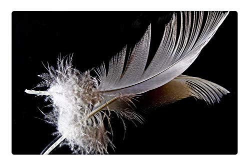 LESGAULEST Doormat Floor Rug/Mat (23.6 x 15.7 inch) - Feather Down Mirroring Filigree Slightly Fluffy 1 LESGAULEST Doormat Floor Rug/Mat (23.6 x 15.7 inch) - Feather Down Mirroring Filigree Slightly Fluffy 1