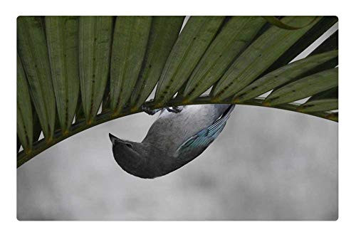 LESGAULEST Doormat Floor Rug/Mat (23.6 x 15.7 inch) - Birdie Tightrope Walker Bird Upside Down Tanager LESGAULEST Doormat Floor Rug/Mat (23.6 x 15.7 inch) - Birdie Tightrope Walker Bird Upside Down Tanager