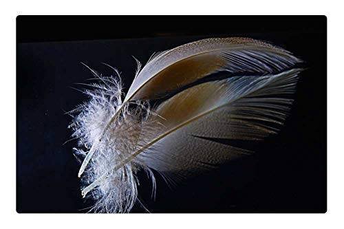 LESGAULEST Doormat Floor Rug/Mat (23.6 x 15.7 inch) - Feather Down Mirroring Filigree Slightly Fluffy LESGAULEST Doormat Floor Rug/Mat (23.6 x 15.7 inch) - Feather Down Mirroring Filigree Slightly Fluffy
