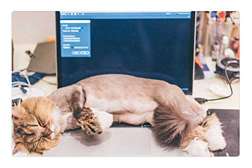 LESGAULEST Doormat Floor Rug/Mat (23.6 x 15.7 inch) - Cat Lie Down Cute LESGAULEST Doormat Floor Rug/Mat (23.6 x 15.7 inch) - Cat Lie Down Cute