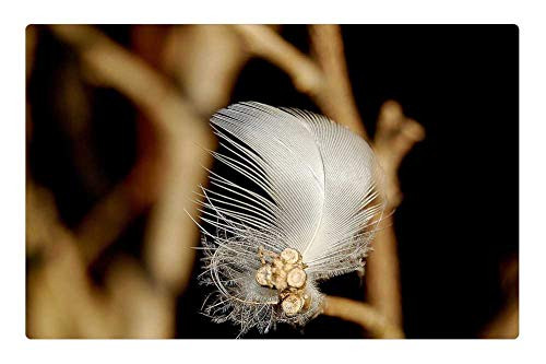LESGAULEST Doormat Floor Rug/Mat (23.6 x 15.7 inch) - Feather Nature Macro Bird Feather Down Lightweight LESGAULEST Doormat Floor Rug/Mat (23.6 x 15.7 inch) - Feather Nature Macro Bird Feather Down Lightweight
