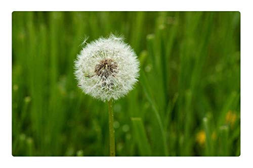 LESGAULEST Doormat Floor Rug/Mat (23.6 x 15.7 inch) - Dandelion Down Plant Green Stars Fluffy Garden 1 LESGAULEST Doormat Floor Rug/Mat (23.6 x 15.7 inch) - Dandelion Down Plant Green Stars Fluffy Garden 1