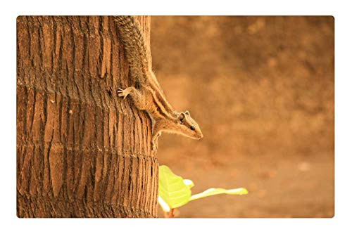 LESGAULEST Doormat Floor Rug/Mat (23.6 x 15.7 inch) - Squirrel Climbing Down Coconut Tree Mammal Rodent LESGAULEST Doormat Floor Rug/Mat (23.6 x 15.7 inch) - Squirrel Climbing Down Coconut Tree Mammal Rodent