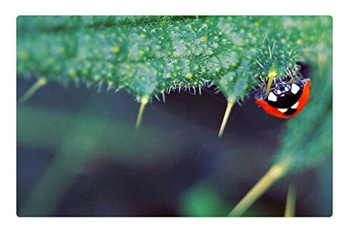 LESGAULEST Doormat Floor Rug/Mat (23.6 x 15.7 inch) - Ladybug Insect Beetle Nature Thistle Upside Down LESGAULEST Doormat Floor Rug/Mat (23.6 x 15.7 inch) - Ladybug Insect Beetle Nature Thistle Upside Down