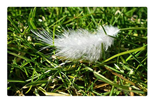 LESGAULEST Doormat Floor Rug/Mat (23.6 x 15.7 inch) - Down Feather Feather Plumage Bird White Down LESGAULEST Doormat Floor Rug/Mat (23.6 x 15.7 inch) - Down Feather Feather Plumage Bird White Down