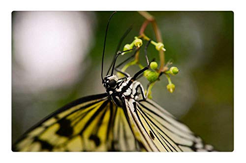 LESGAULEST Doormat Floor Rug/Mat (23.6 x 15.7 inch) - Butterfly Upside Down Hanging Insect Green Nature LESGAULEST Doormat Floor Rug/Mat (23.6 x 15.7 inch) - Butterfly Upside Down Hanging Insect Green Nature
