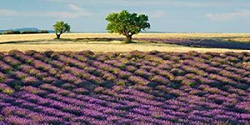 Posterazzi PDX2FK3141SMALL Lavender field and almond tree Provence France Poster Print by Frank Krahmer, 10 x 20