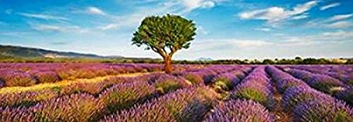 Posterazzi PDX4FK3110SMALL Lavender field and almond tree Provence France Poster Print by Frank Krahmer, 10 x 20