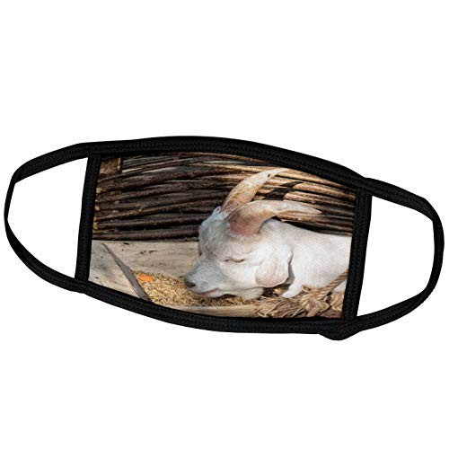 3dRose Young Goat eats Barley in a Sheep Pen. Cattle breeding Decor - Face Covers (fc_304773_3)