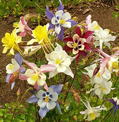 Columbine Mckana's Giant Mix Color Aquilegia Vulgaris 250 Seeds