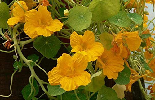 30 Pcs Nasturtium Flower Seeds Yellow Nasturtium Seeds