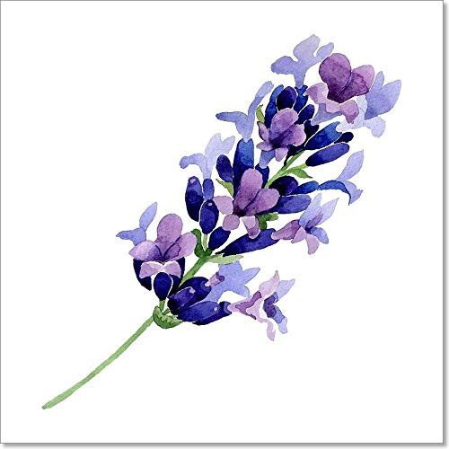 Wildflower Lavender Flower in A Watercolor Style Isolated. Paper Print Wall Art (8in. x 8in.)