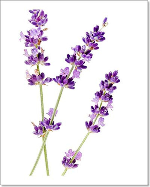 Barewalls Flower of Lavender On A White Background Paper Print Wall Art (10in. x 8in.)
