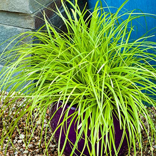 Southern Living Plant Collection SL-32Q Everillo Carex, 2.5 qt, Yellow Southern Living Plant Collection SL-32Q Everillo Carex, 2.5 qt, Yellow