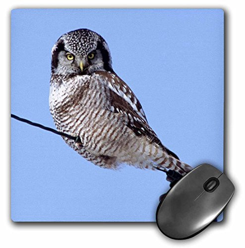 3dRose LLC 8 x 8 x 0.25 Inches Northern Hawk Owl Perched on a Wire Bernard Friel Mouse Pad (mp_91321_1)