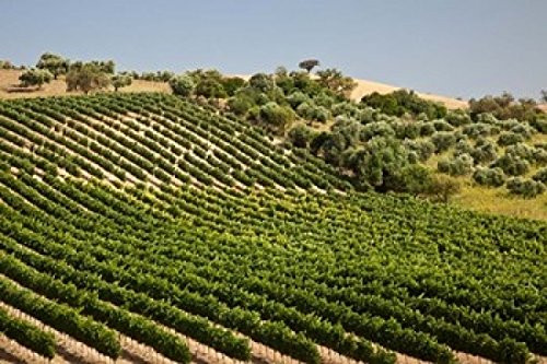 Spain Andalusia Cadiz Province Vineyard Field and Olive Grove Poster Print by Julie Eggers (19 x 12)