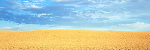 Posterazzi Empty Golden Field Poster Print, (27 x 9), Varies