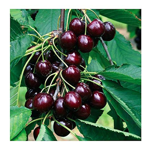 Black Cherry Fruit Tree Seeds, 25 Seeds Per Packet, Non GMO Seeds