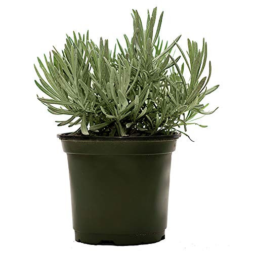 American Plant Exchange English Lavender Fragrant Herb Live Plant, 6 inch Pot, Purple Flowers