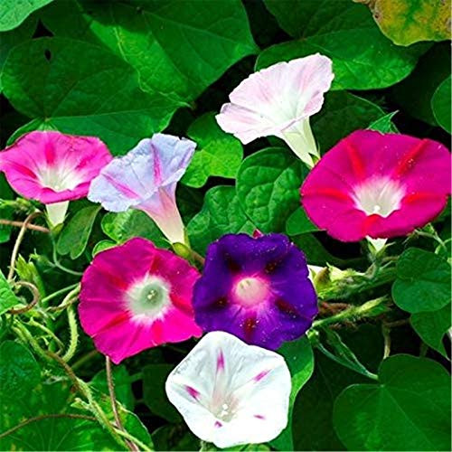 Mix Color Morning Glory Seeds 100plus Heirloom Seeds Garden Flowers Fresh Flower Seeds