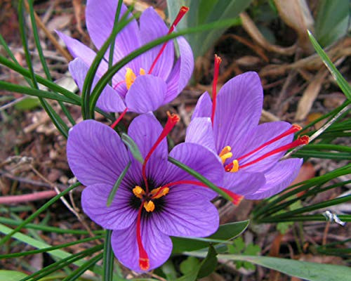 Jumbo Saffron Crocus Sativus Corms (2 Bulbs) for Home and Garden Yard Plant Easy to Grow