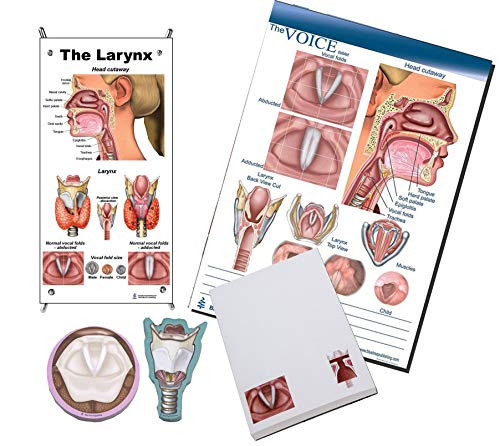 Blue Tree Publishing Larynx Mini Poster with X Stand with Vocal Fold flip book, Larynx sticky note and Voice Writing Tablet