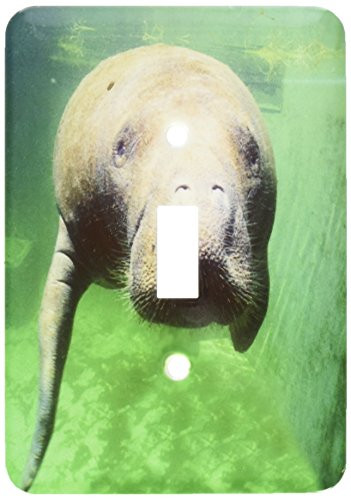 3dRose lsp_89158_1 Usa, Florida, Key West, Manatee Us10 Gjo0382 Greg Johnston Single Toggle Switch