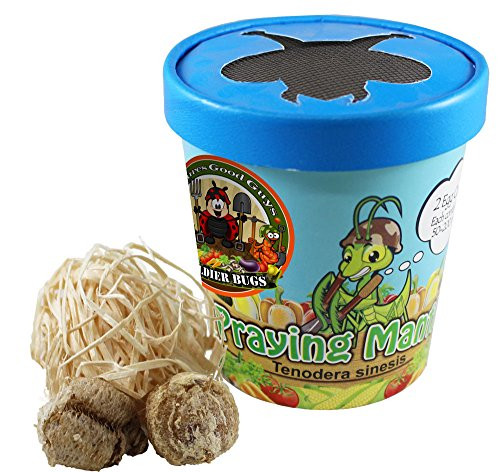 Praying Mantis Egg Case with Hatching Habitat Cup - 2 Praying Mantids Egg Cases  and  1,500 Live Ladybugs