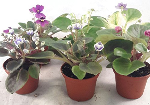 Miniature African Violet - 5 Plants/2 inch Pot - Great for Terrariums/Fairy Gardens unique from Jmbamboo Miniature African Violet - 5 Plants/2 inch Pot - Great for Terrariums/Fairy Gardens unique from Jmbamboo