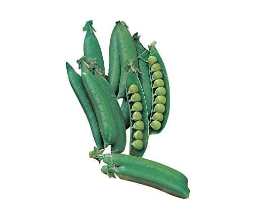 Burpee Spring Pea Seeds  200 seeds