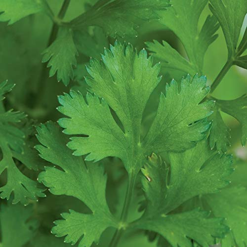 Burpee Common Cilantro Seeds 500 seeds