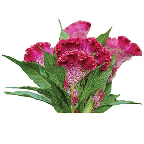 Burpee Fan Dance Scarlet Celosia Seeds 100 seeds