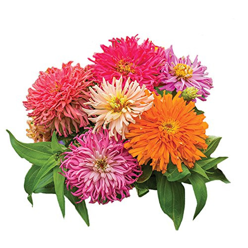 Burpee Burpeeana Giants Mix Zinnia Seeds 100 seeds