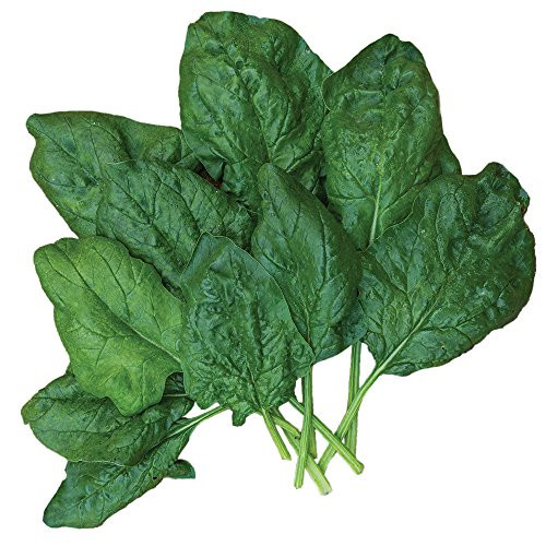 Burpee Bloomsdale Long Standing Spinach Seeds 1000 seeds